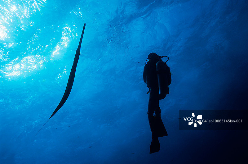 水肺潜水员观看喇叭鱼图片素材