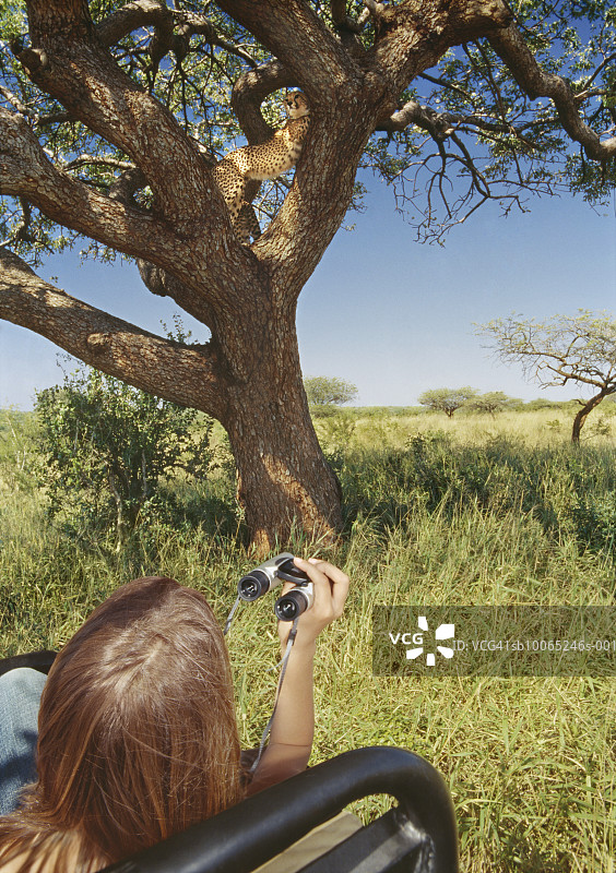 在越野车上观看猎豹爬树的少女图片素材