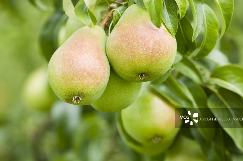 树上的皇家里维埃拉巴特利特梨特写图片素材