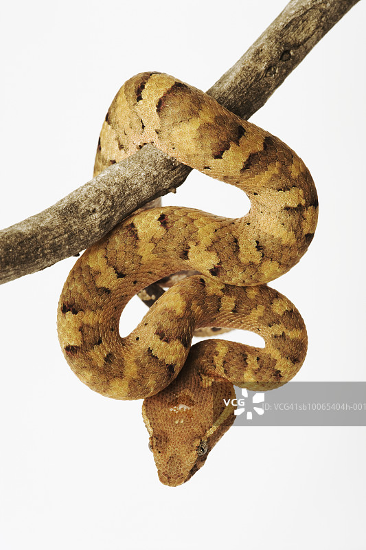 白色背景树枝上的紫棕榈蝮蛇图片素材