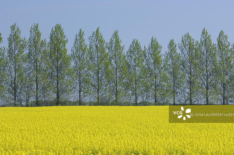 油菜田后方的一排白杨树图片素材