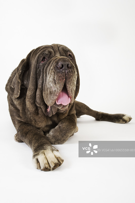 在工作室里躺着的那不勒斯獒犬图片素材