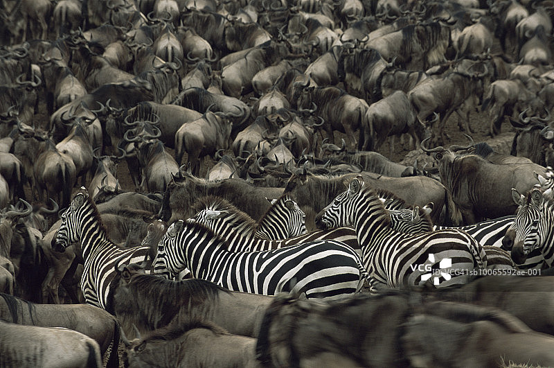 斑马和牛羚图片素材