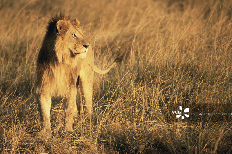 站立在草地上的幼狮（Panthera leo）图片素材
