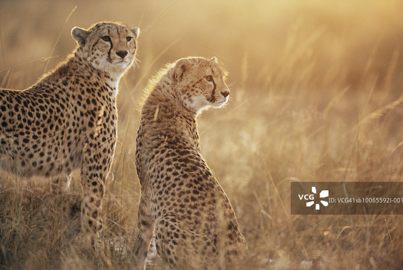 坐在草地上的猎豹图片素材