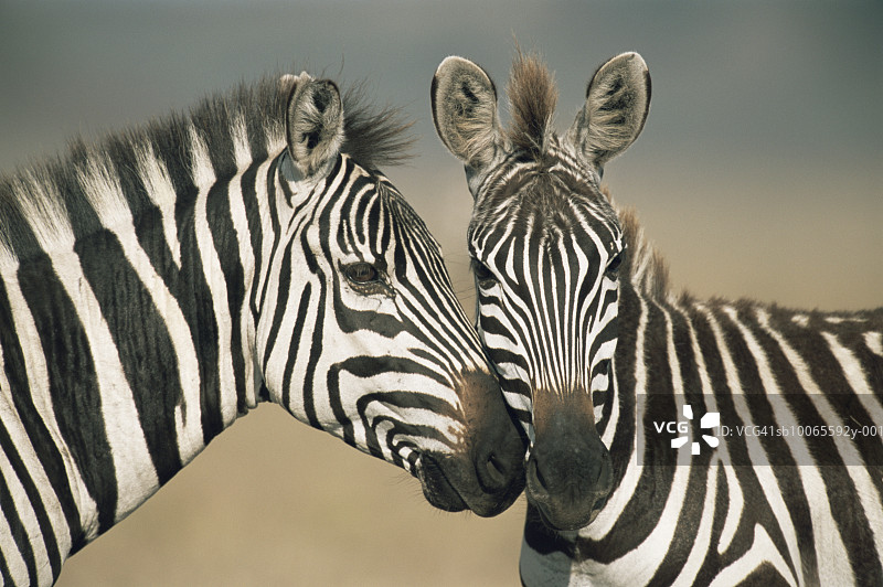 斑马妈妈依偎着小马驹（Equus quagga），特写镜头图片素材