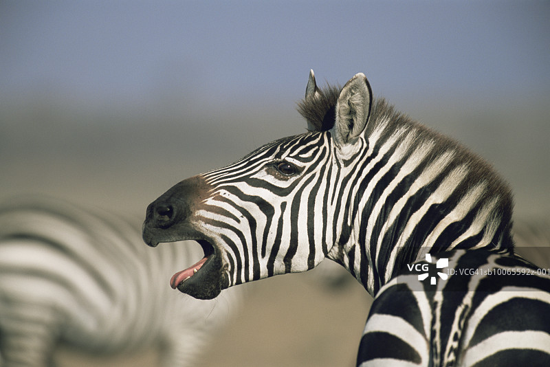 正在鸣叫的普通斑马图片素材