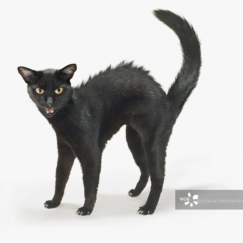 白色背景上的黑猫特写图片素材