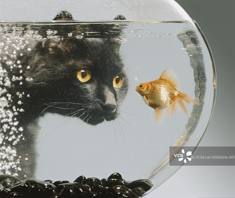 黑猫看着碗里的金鱼图片素材