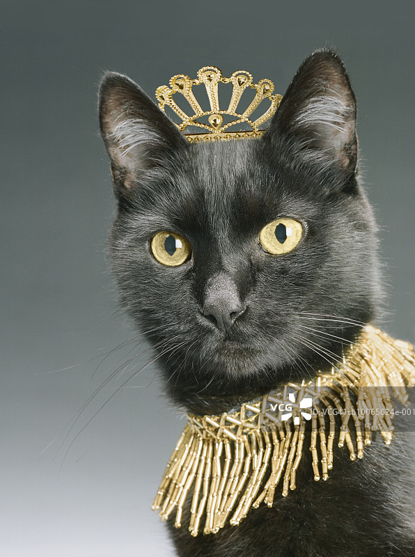 佩戴金色皇冠和项链的黑猫特写图片素材
