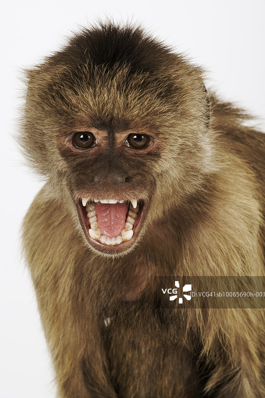 张着嘴的卷尾猴特写图片素材