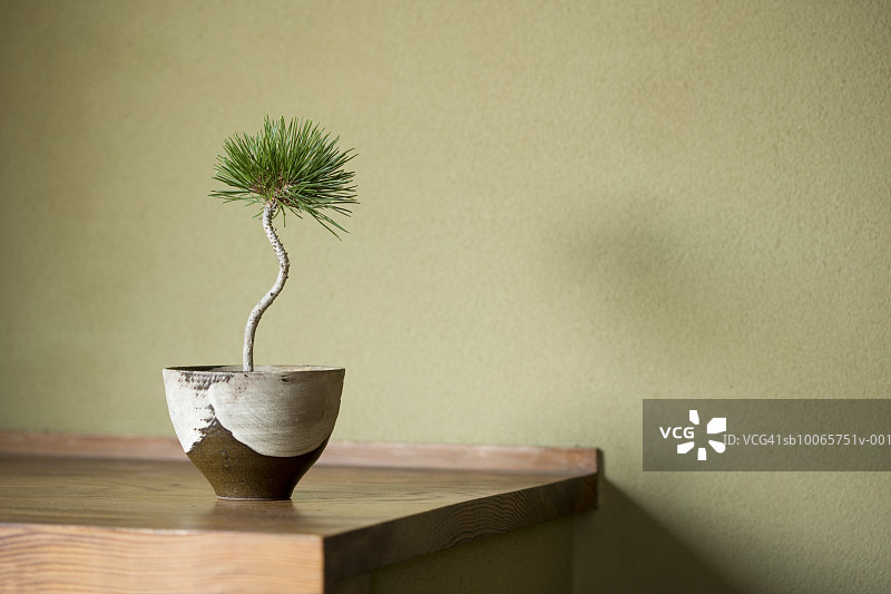 花瓶中的小型盆景树图片素材