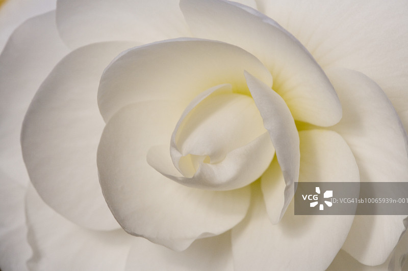 白色丽格海棠杂交品种特写图片素材