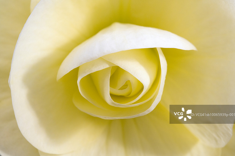 黄色大丽花杂交品种特写图片素材