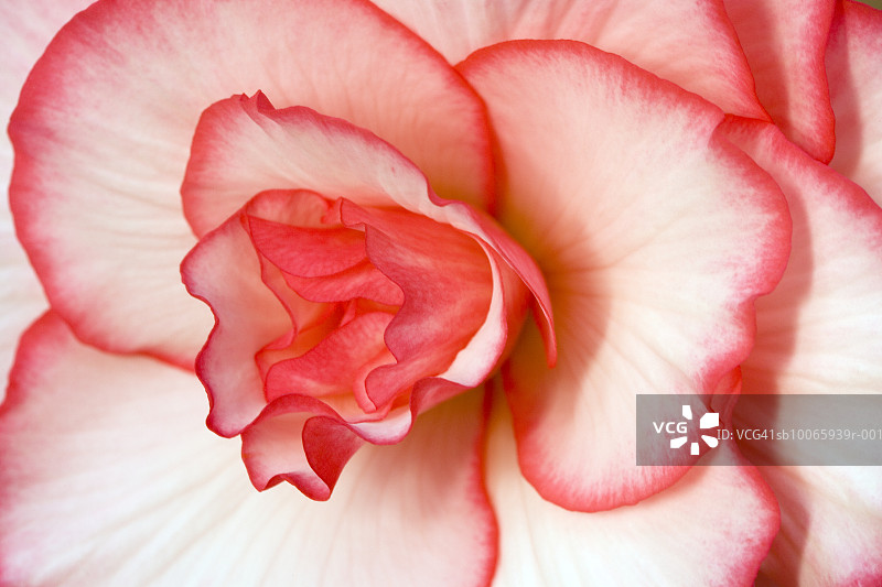 红色丽格海棠杂交种，特写图片素材