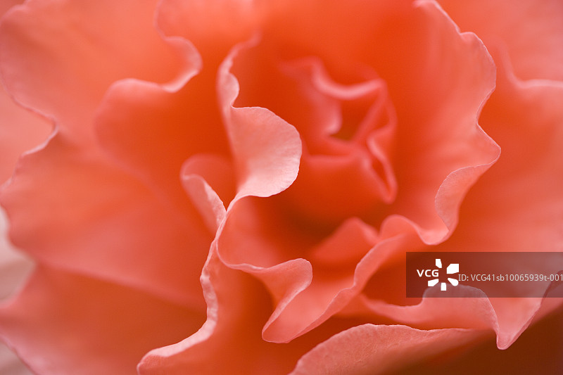 红色丽格海棠杂交种，特写图片素材