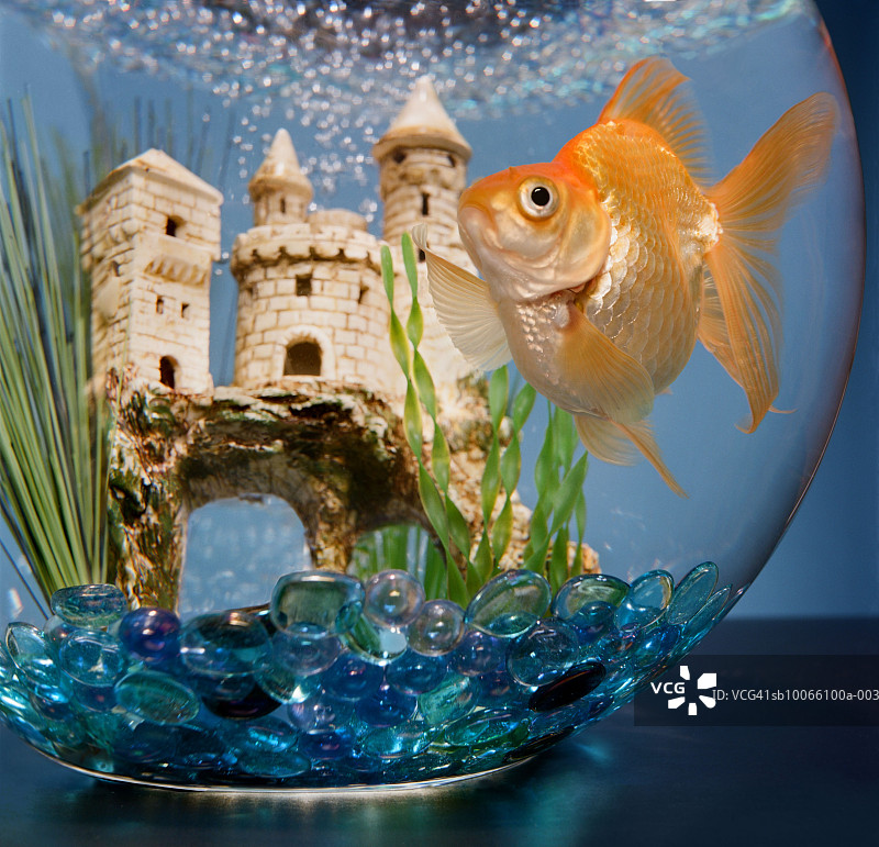 带有城堡的鱼缸中游泳的金鱼特写图片素材