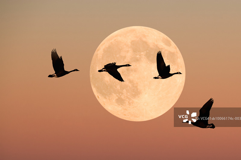 黄昏飞翔的加拿大鹅图片素材