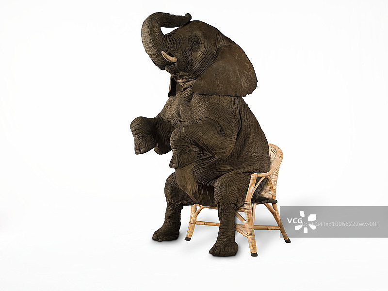 坐在椅子上的大象（数字合成图）图片素材