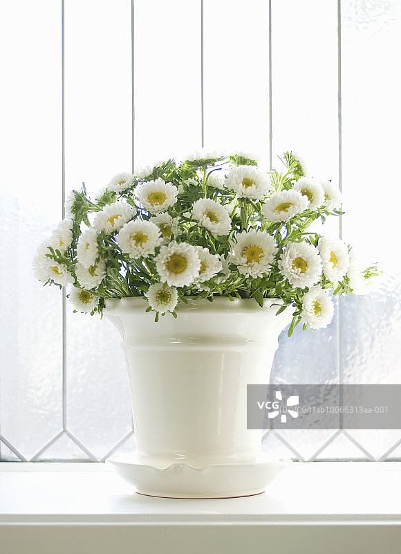窗台白色菊花花瓶图片素材