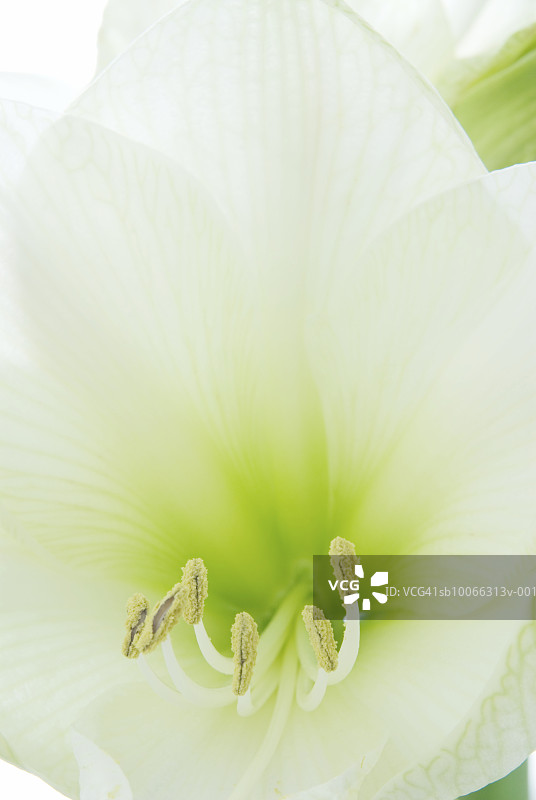 白色红掌花特写图片素材