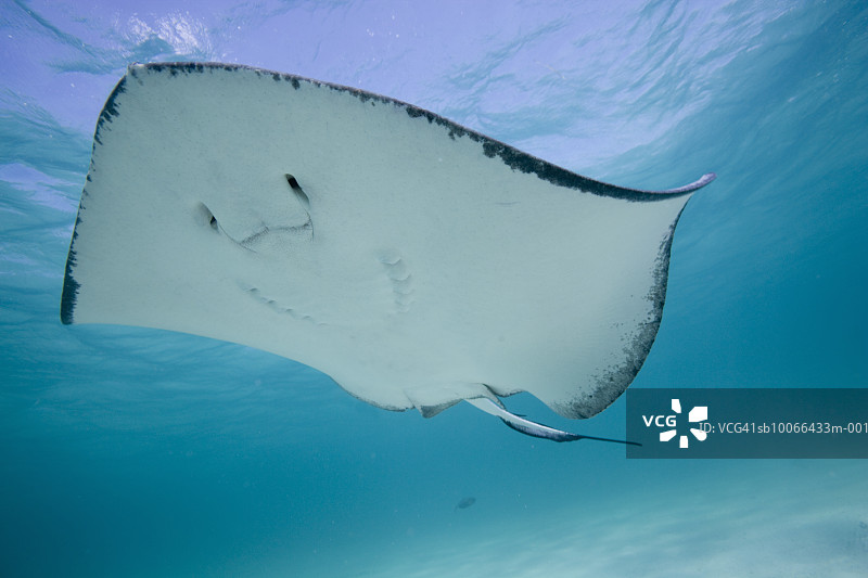 水下视角：南方黄貂鱼图片素材