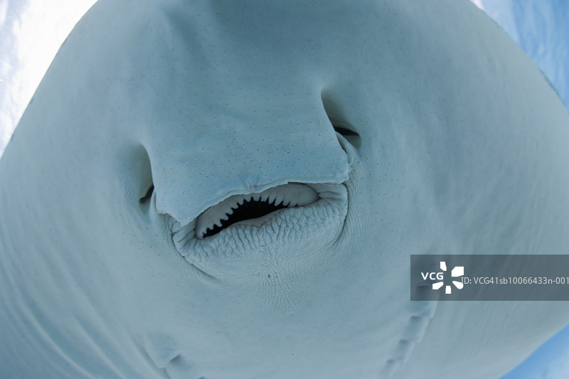 南方黄貂鱼水下特写图片素材