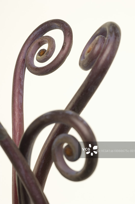 白色背景上的Oohlah蕨类植物图片素材