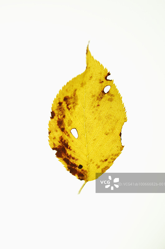 白色背景上的虫蛀叶子图片素材
