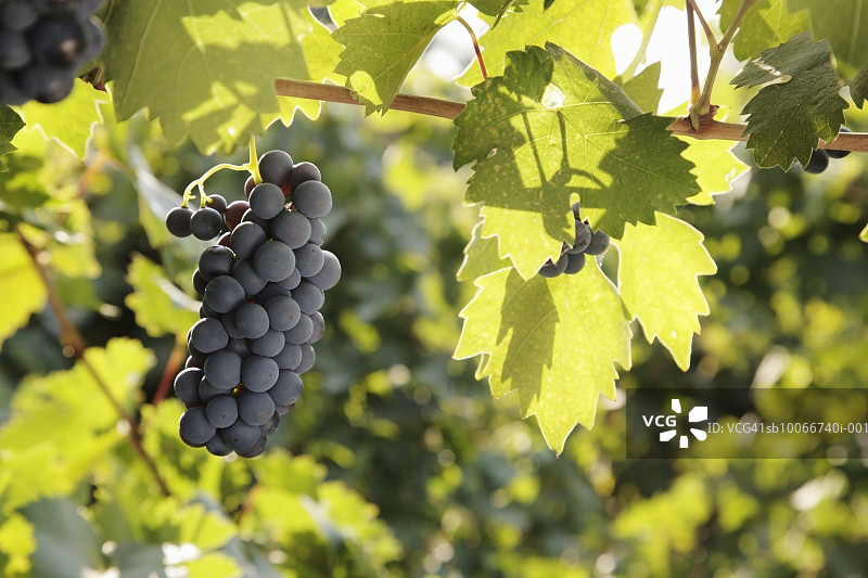 仙粉黛葡萄图片素材