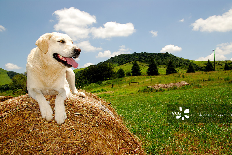 拉布拉多犬躺在田野的稻草堆上图片素材