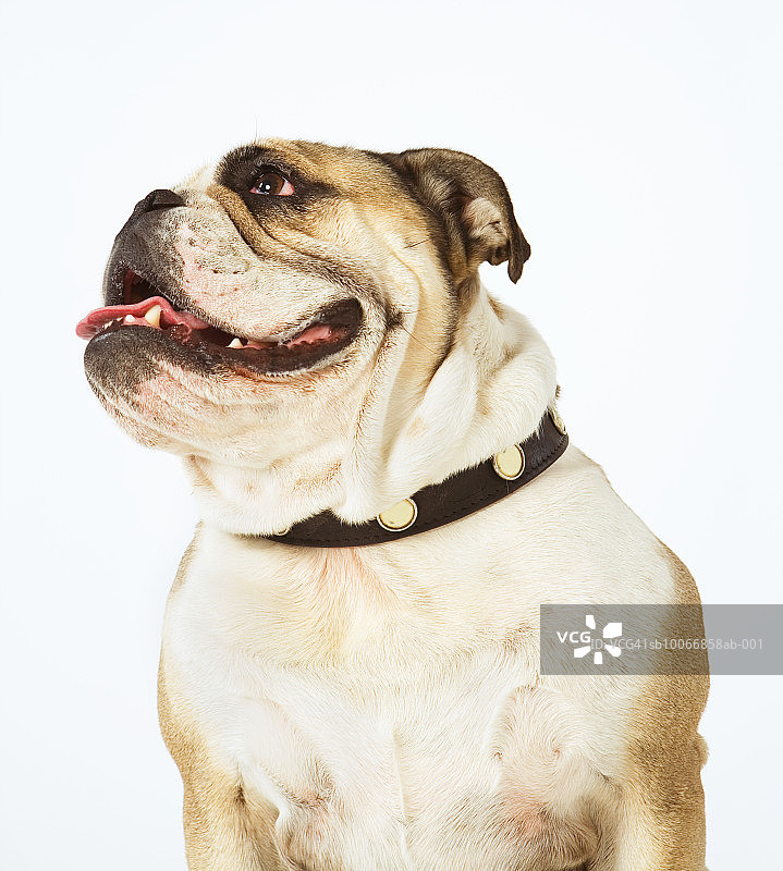 白色背景上的斗牛犬图片素材