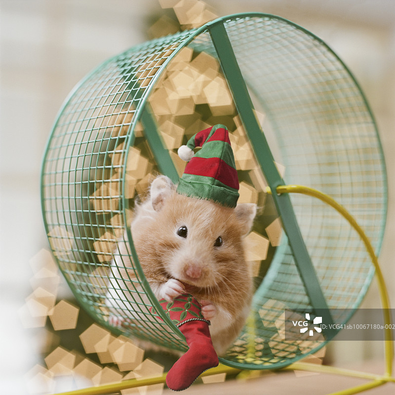 戴圣诞帽的仓鼠坐在轮子上拿着迷你袜子图片素材