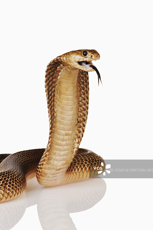 白色背景下的开普眼镜蛇图片素材