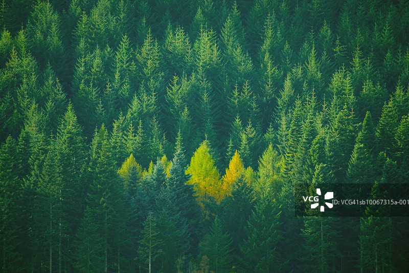 苏格兰珀斯郡：绿色森林中的黄色落叶松群（航拍视角）图片素材