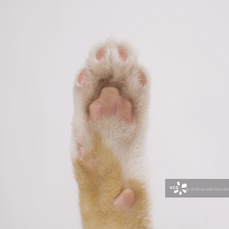 小猫爪子特写图片素材