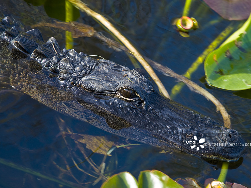短吻鳄在水中游泳特写图片素材