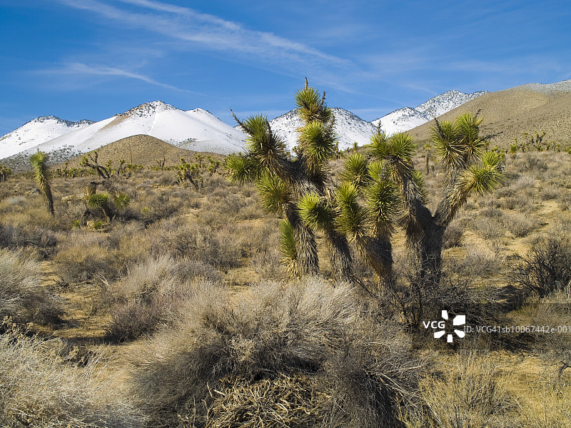 美国加利福尼亚克恩县，约克恩，内华达山脉东部，约书亚树图片素材