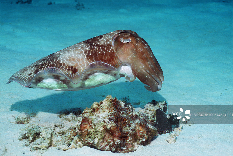 虎斑乌贼图片素材