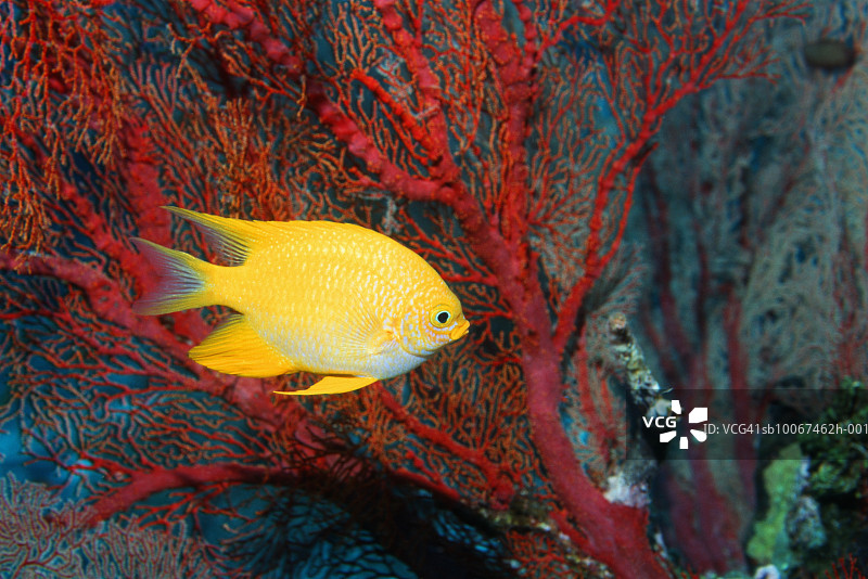 金黄雀鲷与红色珊瑚特写图片素材