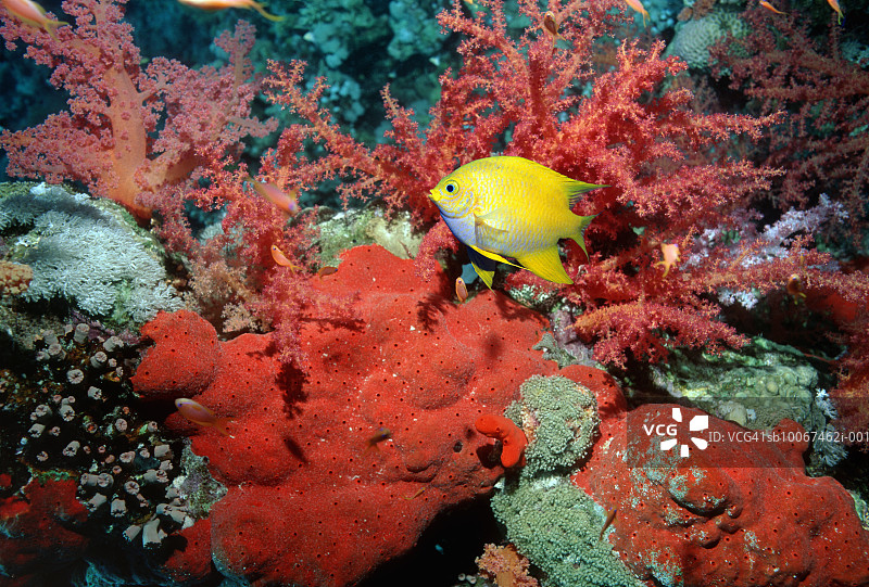 红珊瑚旁的金色雀鲷（Amblyglyphidodon aureus）特写图片素材