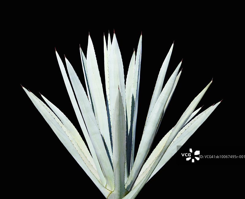 龙舌兰植物特写图片素材