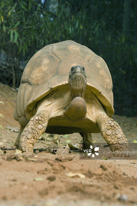 昂哥诺卡陆龟图片素材