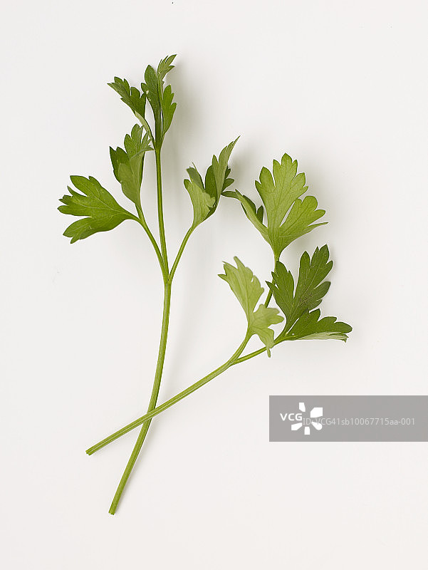 白色背景上的新鲜欧芹图片素材