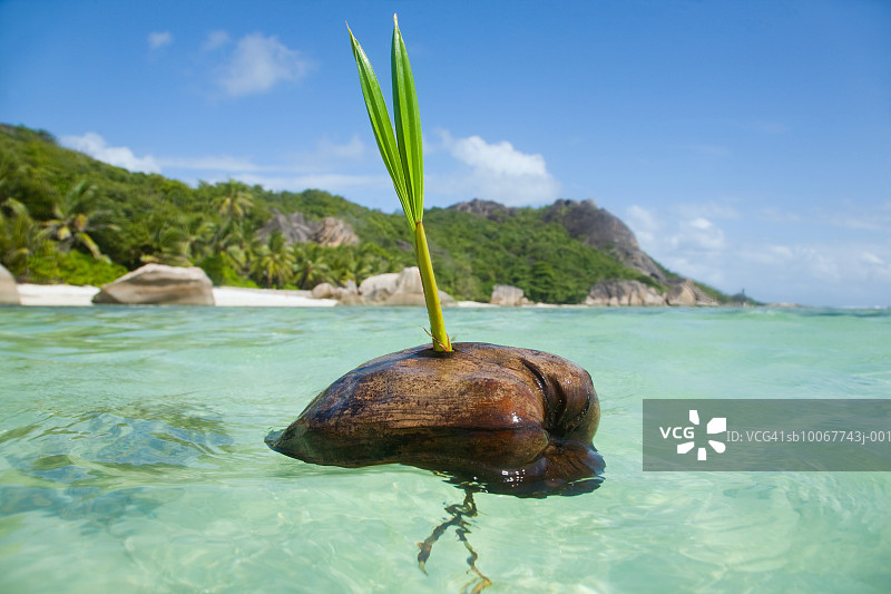 塞舌尔拉迪格岛昂斯塞维尔海滩的椰子图片素材