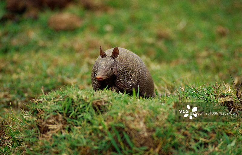 乌拉圭拉瓦耶哈省草地上的犰狳图片素材