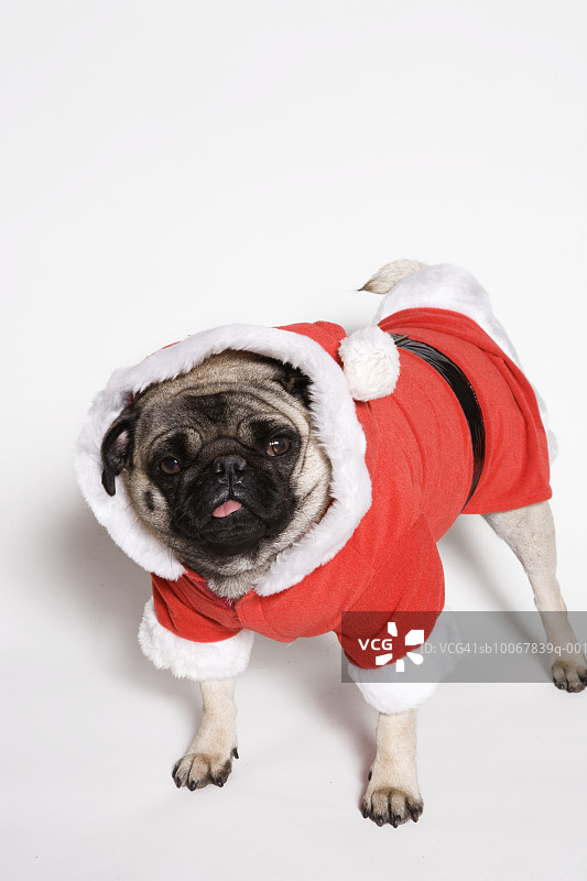 穿着圣诞老人服装的斗牛犬，工作室拍摄图片素材