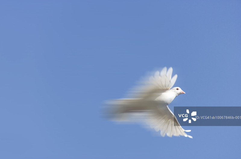 蓝天下飞翔的白鸽与动态模糊效果图片素材
