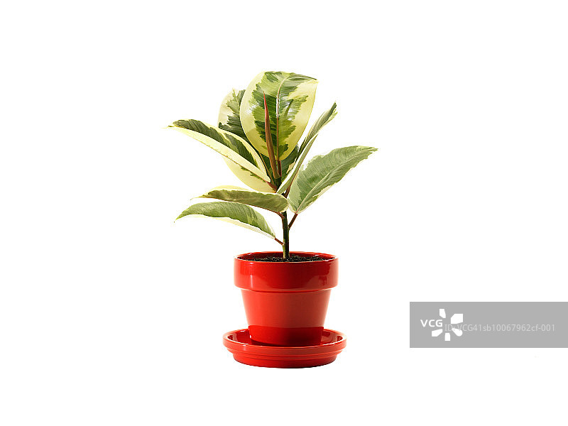白色背景上的盆栽植物图片素材