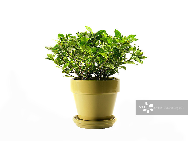 白色背景上的盆栽植物图片素材